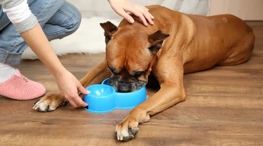 Pet Food